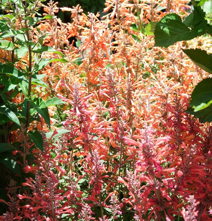 Agastache, Duftnessel