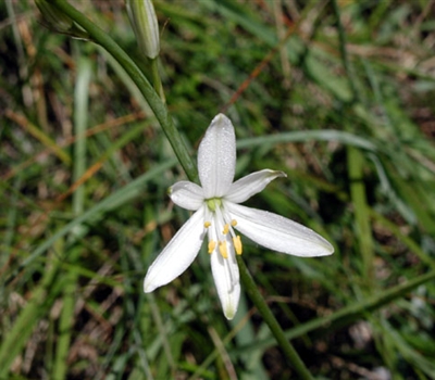 Anthericum liliago