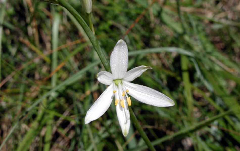 Anthericum liliago