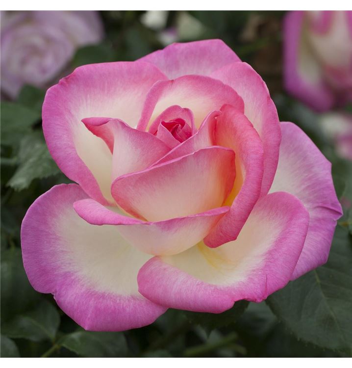 Grossblumige Rose