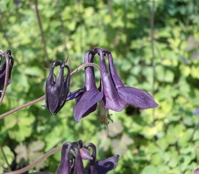 Aquilegia atrata