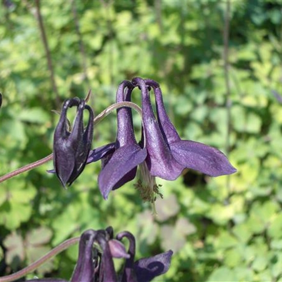 Aquilegia atrata