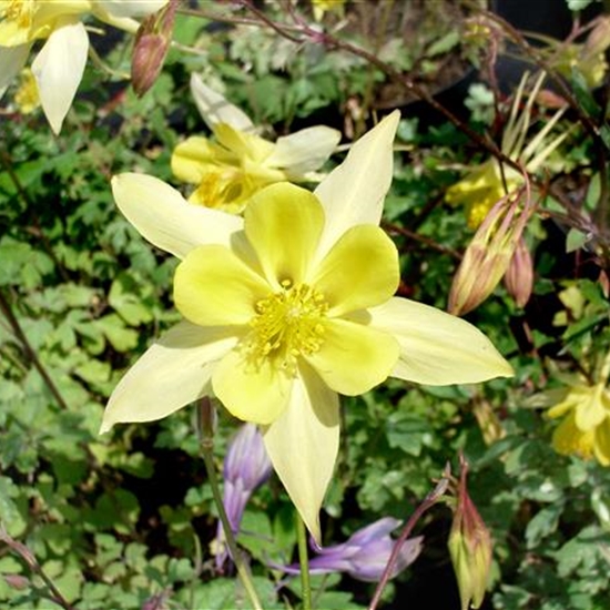 Aquilegia chrysantha 'Yellow Queen'