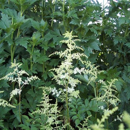 Astilbe (Arendsii-Gruppe) 'Brautschleier'