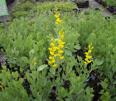 Baptisia sphaerocarpa