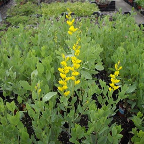 Baptisia sphaerocarpa