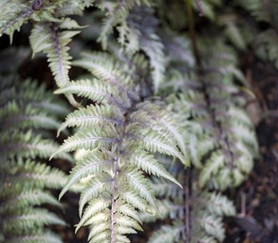 Athyrium niponicum 'Metallicum'