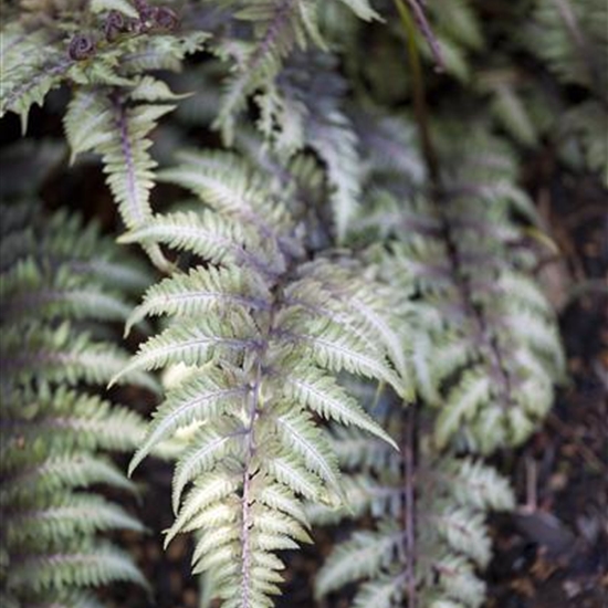 Athyrium niponicum 'Metallicum'