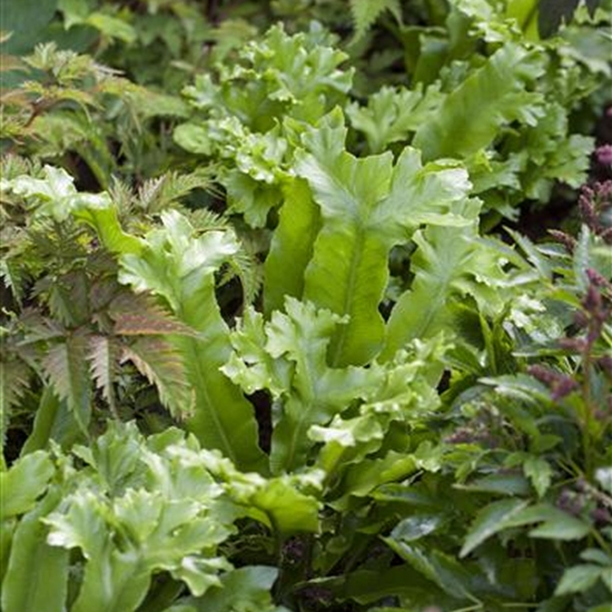 Asplenium scolopendrium