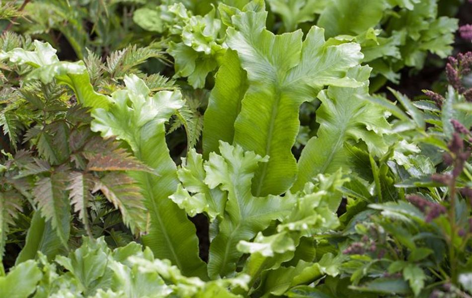 Asplenium scolopendrium