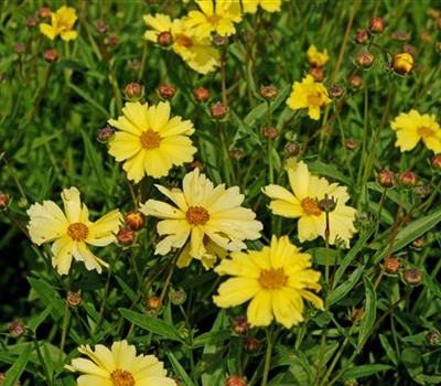 Coreopsis 'Full Moon'