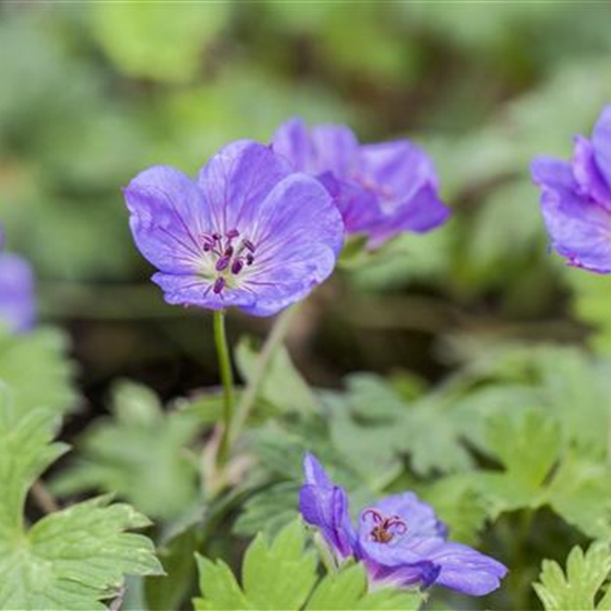 Geranium 'Rozanne'