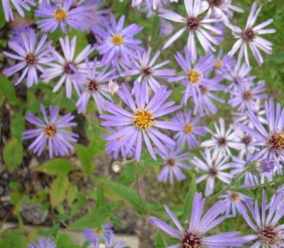 Aster macrophyllus 'Twilight'