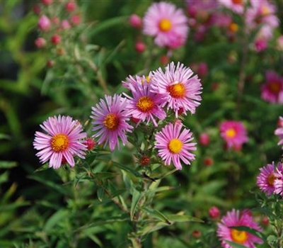 Aster novae-angliae 'Harrington's Pink'