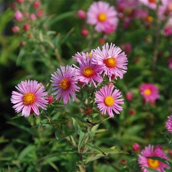 Aster novae-angliae 'Harrington's Pink'