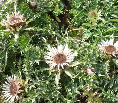 Carlina acaulis subsp. simplex