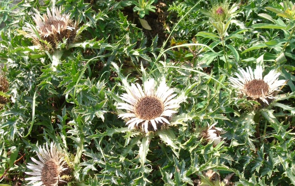 Carlina acaulis subsp. simplex