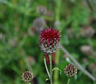 Centaurea atropurpurea