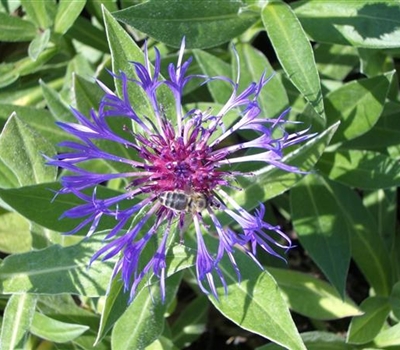 Centaurea montana 'Grandiflora'