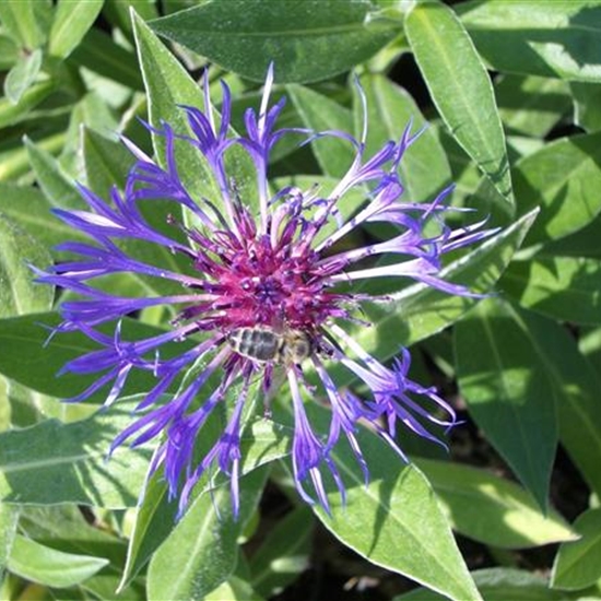 Centaurea montana 'Grandiflora'