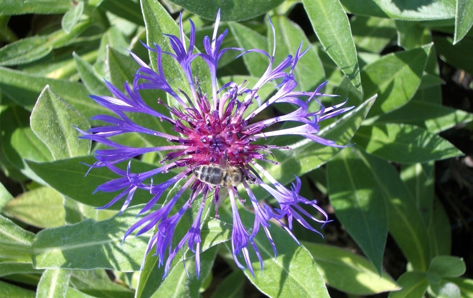 Centaurea montana 'Grandiflora'