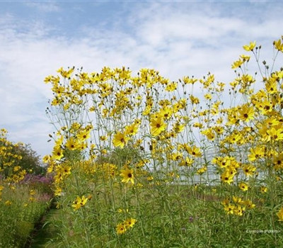 Coreopsis tripteris