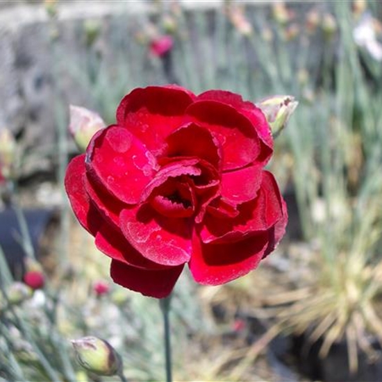 Dianthus (Plumarius-Gruppe) 'Desmond'