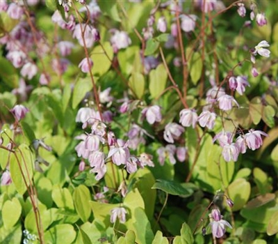 Epimedium youngianum (x) 'Roseum'