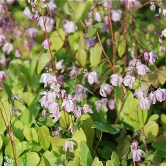 Epimedium youngianum (x) 'Roseum'