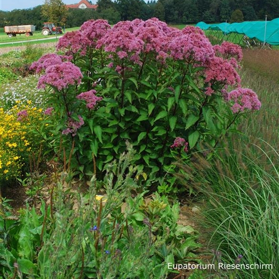 Eupatorium maculatum 'Riesenschirm'