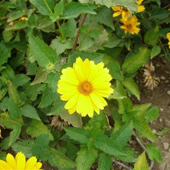 Heliopsis helianthoides 'Venus'