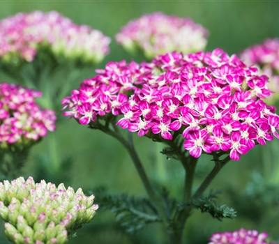 Achillea millefolium 'Cerise Queen'