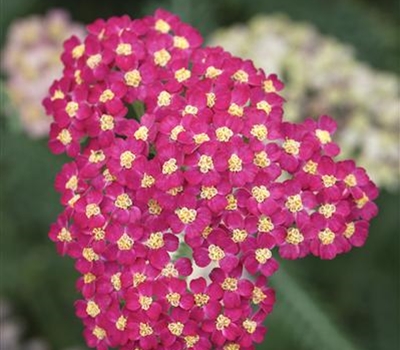 Achillea millefolium 'Paprika'