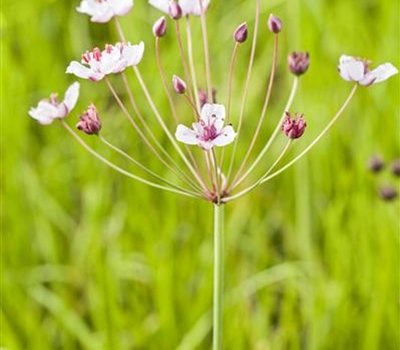 Butomus umbellatus