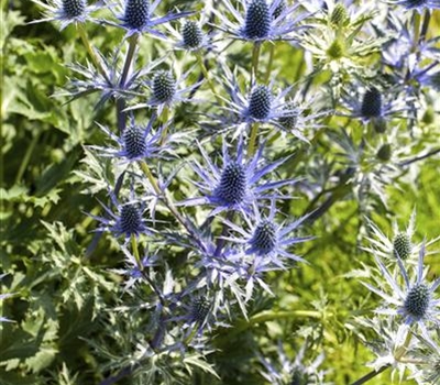 Eryngium alpinum