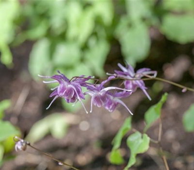 Epimedium grandiflorum 'Lilafee'