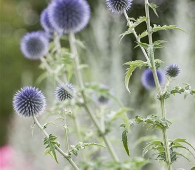 Echinops ritro