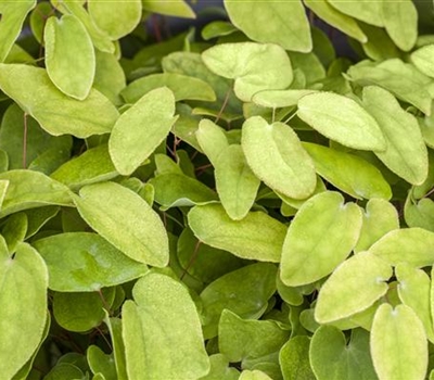 Epimedium rubrum (x)