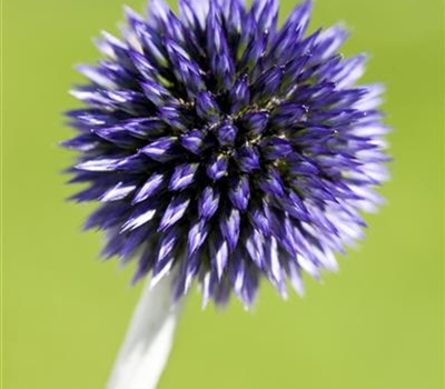 Echinops ritro 'Veitch's Blue'