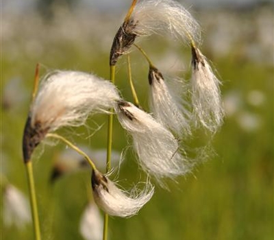 Eriophorum latifolium