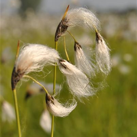 Eriophorum latifolium