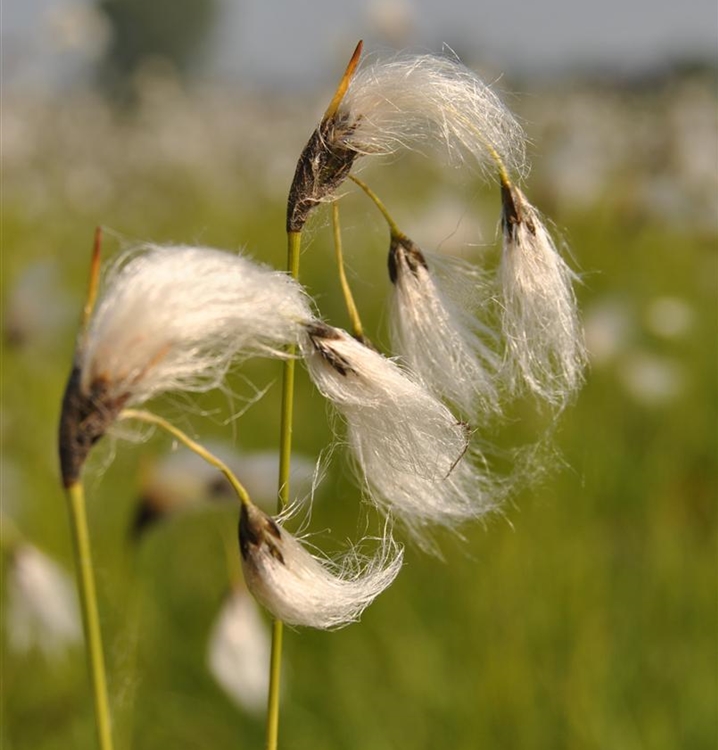 Breitblättriges Wollgras