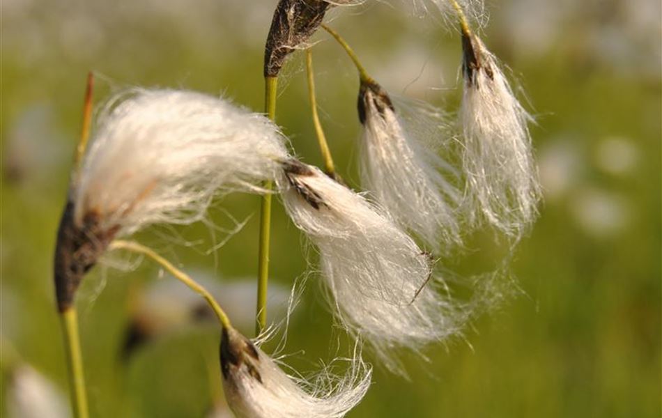 Eriophorum latifolium