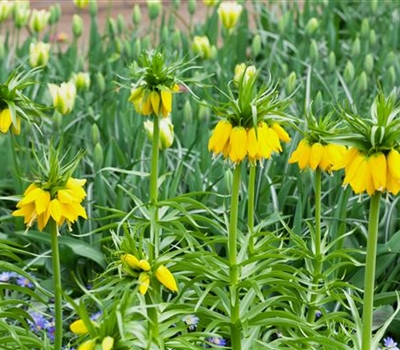 Fritillaria imperialis 'Lutea'