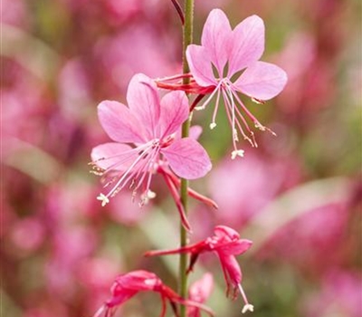 Gaura lindheimeri 'Siskiyou Pink'