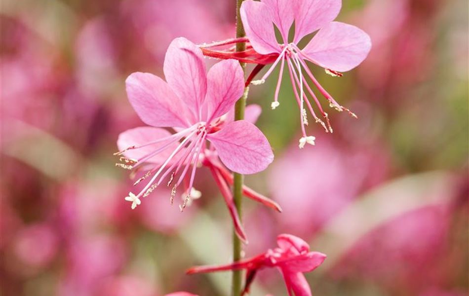 Gaura lindheimeri 'Siskiyou Pink'