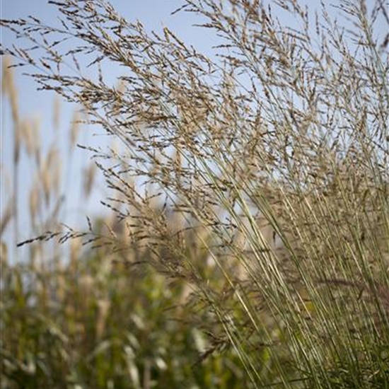 Molinia arundinacea 'Windsäule'