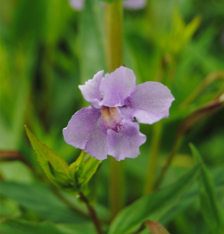 Gauklerblume