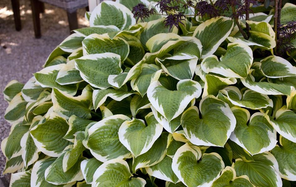 Hosta 'Wide Brim'