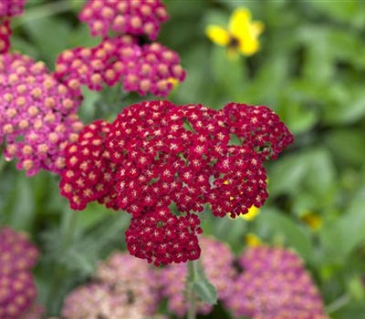 Achillea millefolium 'Red Velvet'